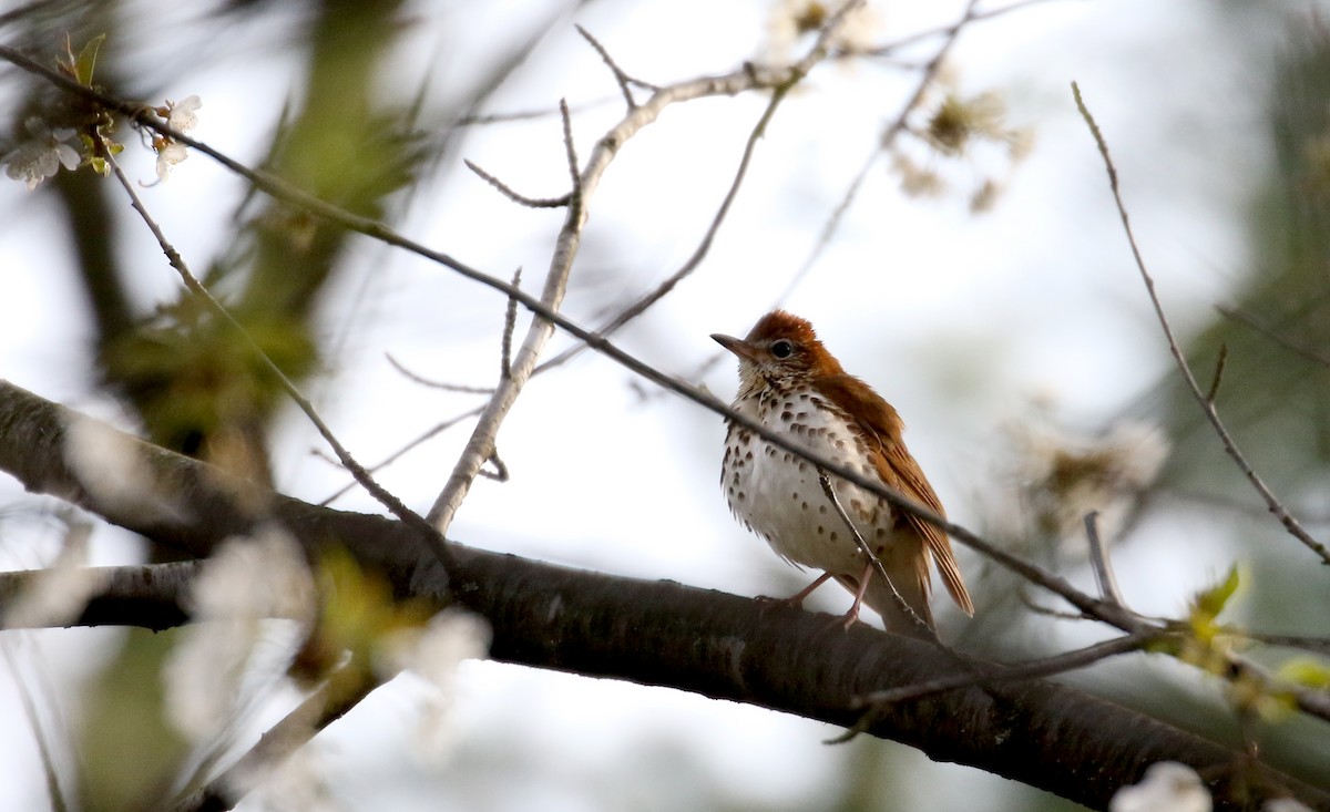 Wood Thrush - ML233614501