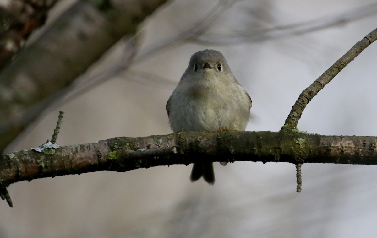 Ruby-crowned Kinglet - ML233614621