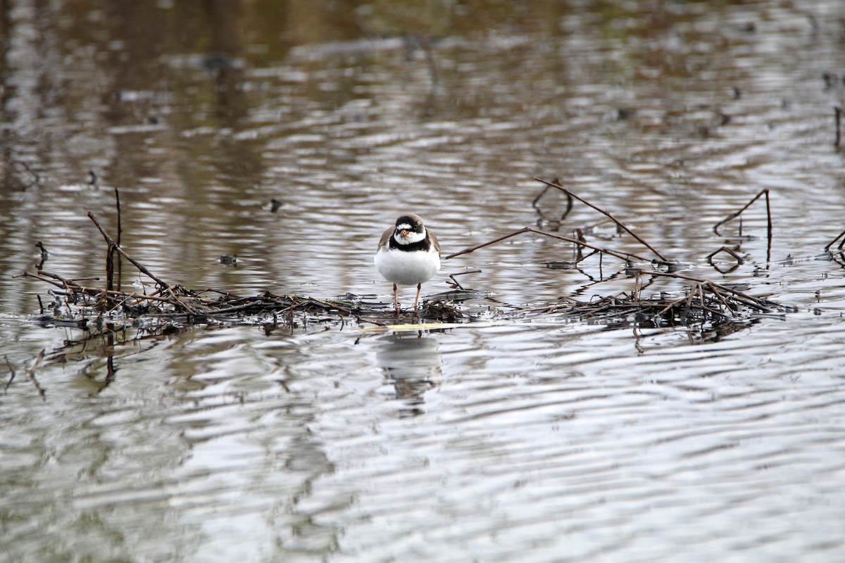 Semipalmated Plover - Susan Zelek