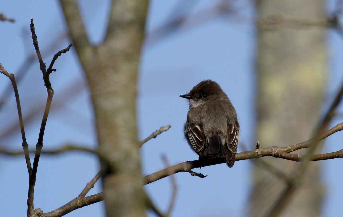 Eastern Phoebe - Jay McGowan