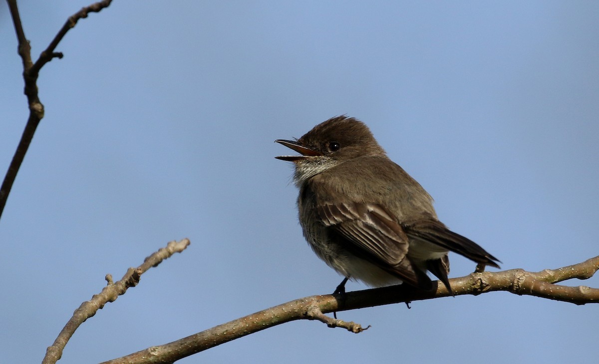 Eastern Phoebe - Jay McGowan