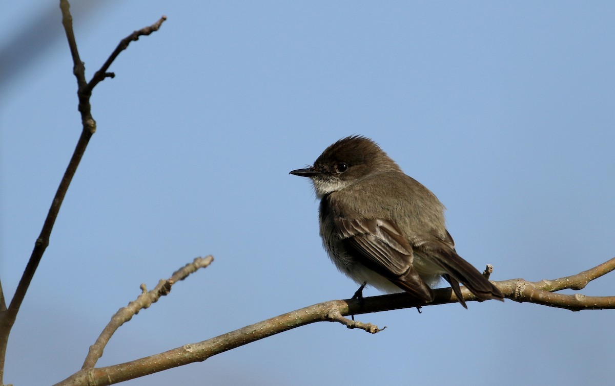 Eastern Phoebe - Jay McGowan