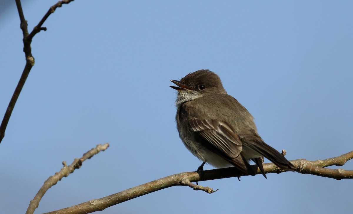 Eastern Phoebe - Jay McGowan