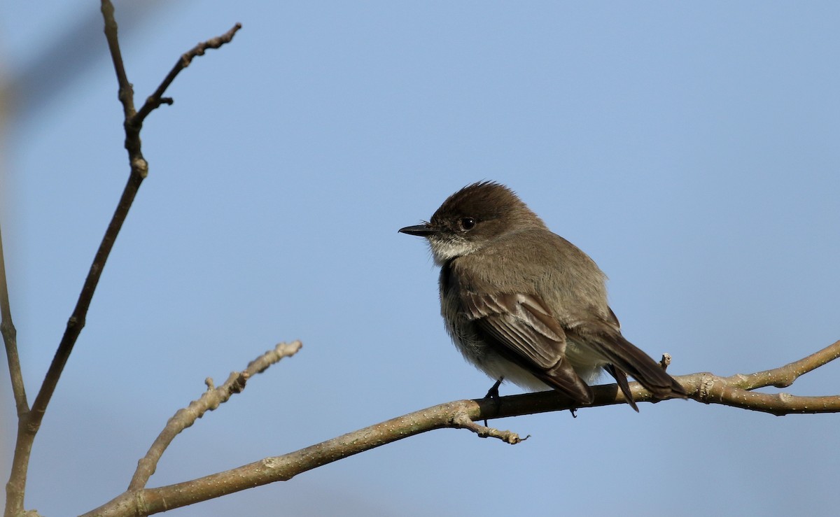 Eastern Phoebe - Jay McGowan