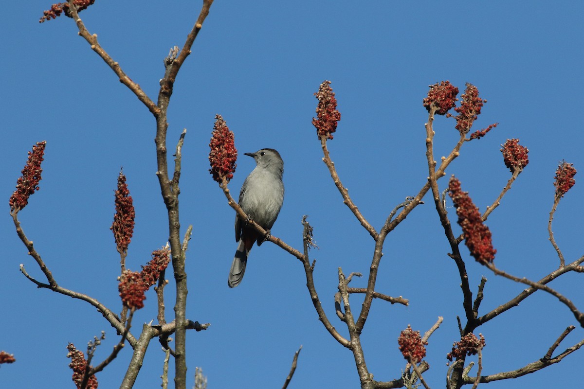 Gray Catbird - ML233616451