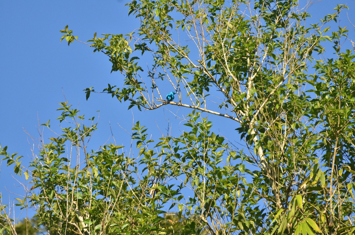 Plum-throated Cotinga - ML233616631