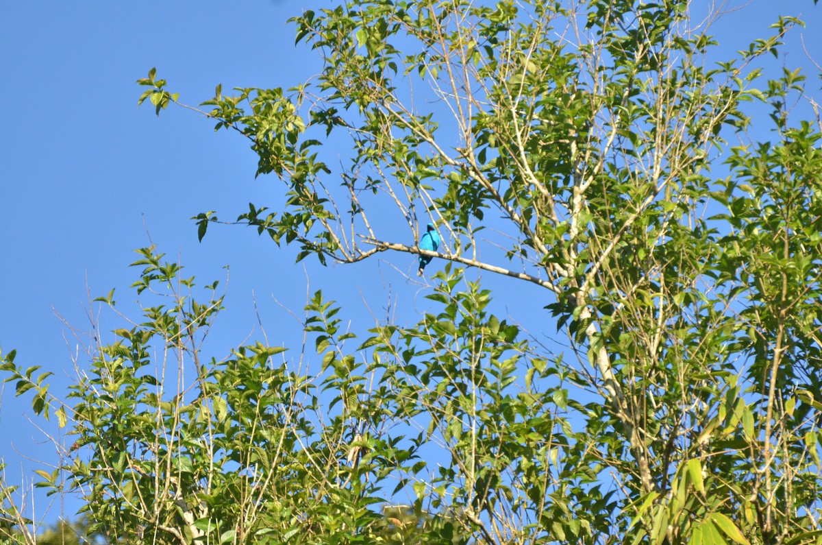 Plum-throated Cotinga - ML233616791