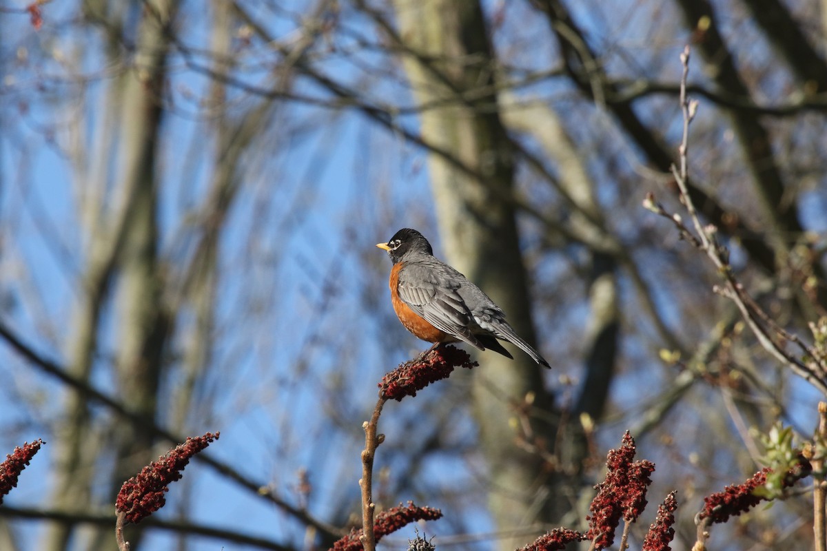 American Robin - ML233617061