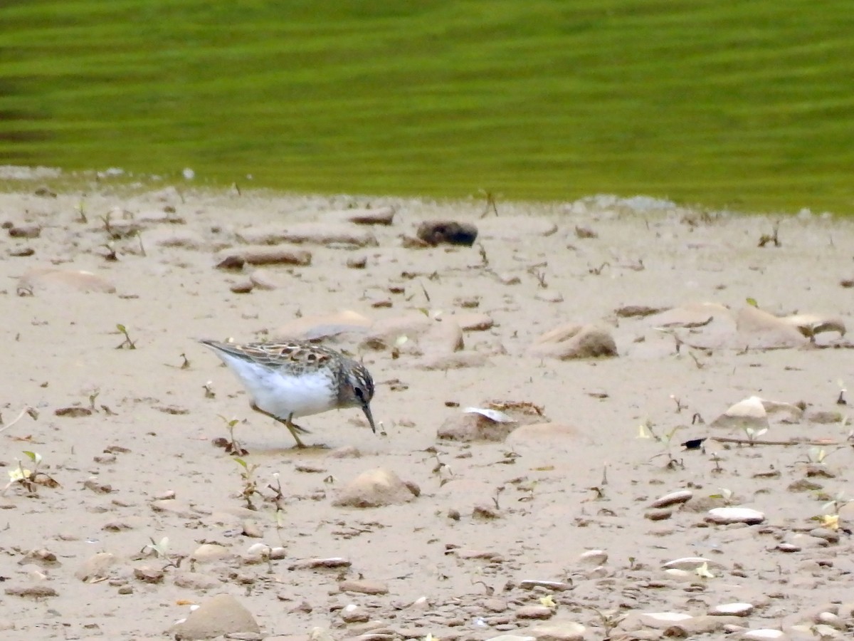 Least Sandpiper - ML233617991