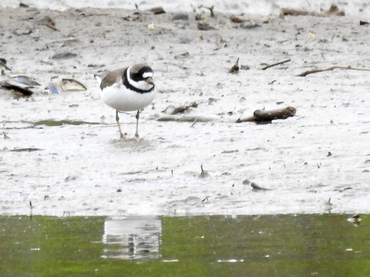 Semipalmated Plover - ML233618131