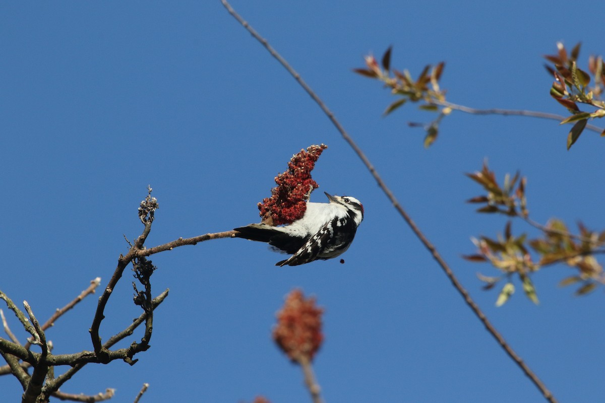 Downy Woodpecker - ML233618781