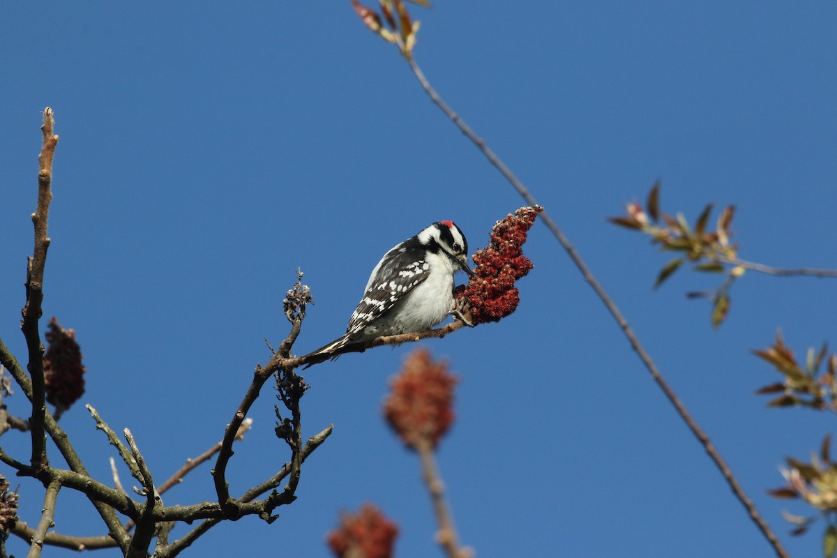 Downy Woodpecker - ML233618861