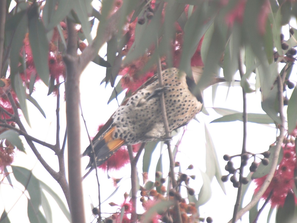 Northern Flicker (Yellow-shafted x Red-shafted) - ML23361891