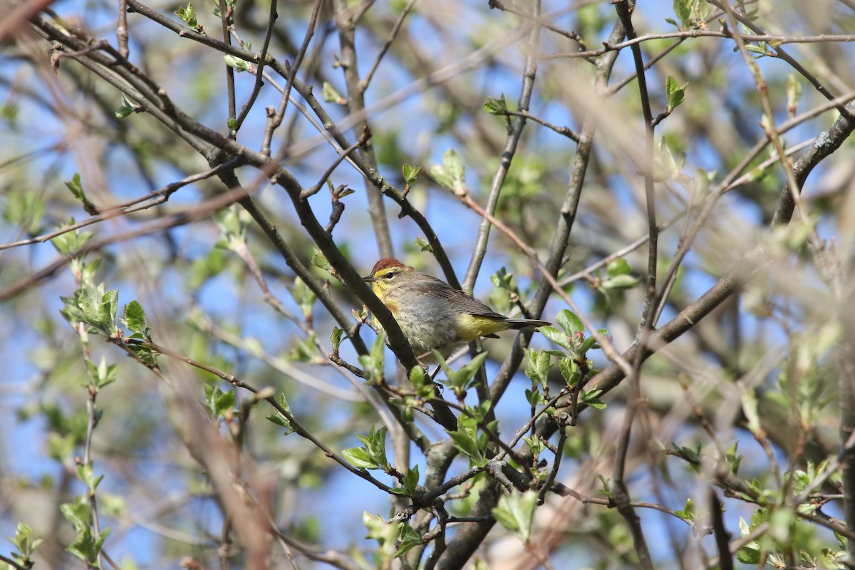 Palm Warbler - ML233619171