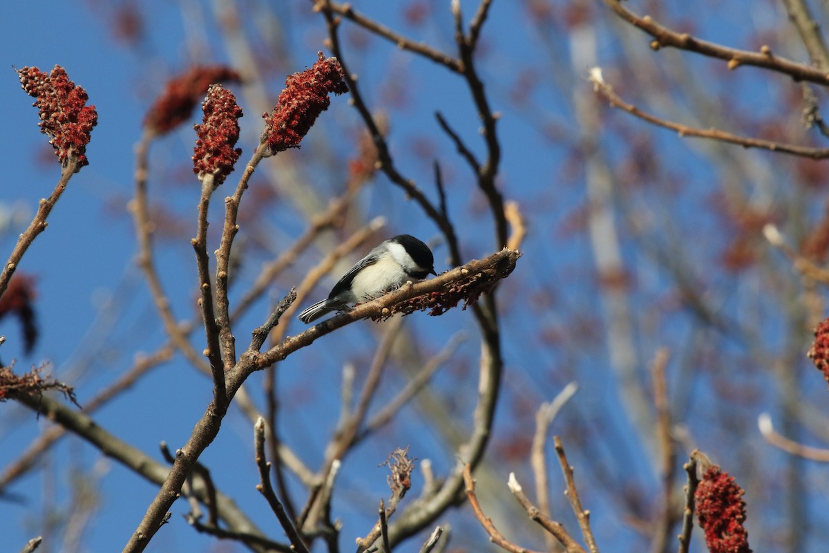 Black-capped Chickadee - ML233619711