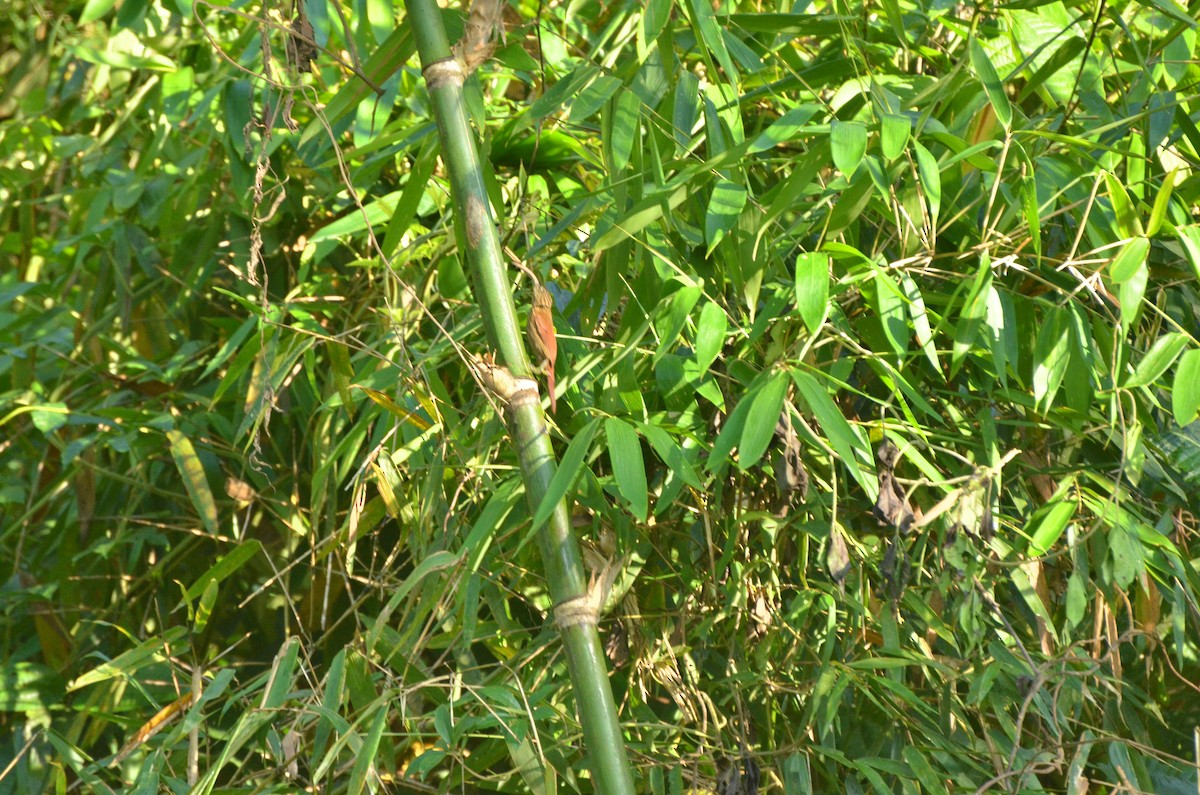 Red-billed Scythebill - ML233620361