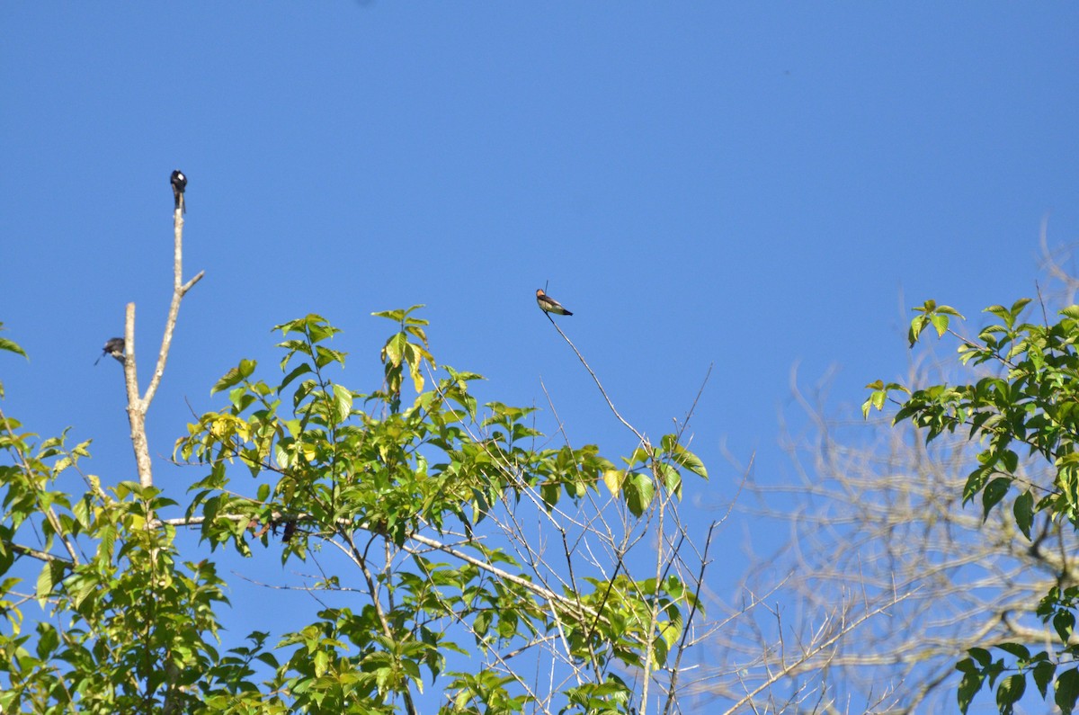 Long-tailed Tyrant - ML233620371