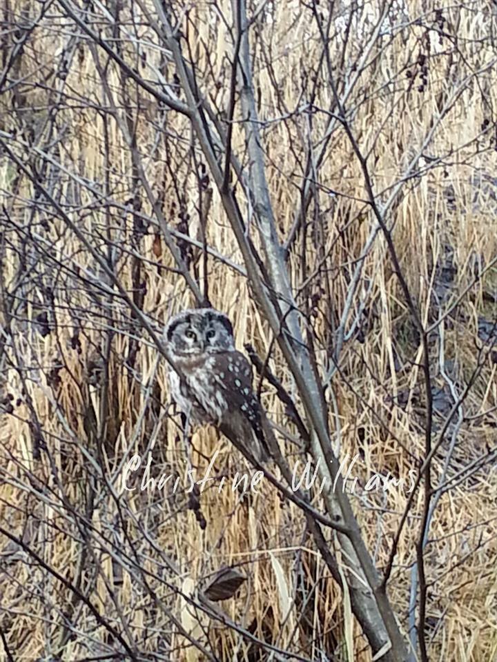 Boreal Owl - Hoonah Area Records