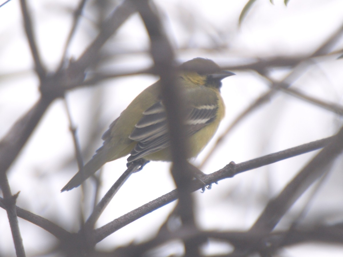 Orchard Oriole - ML23362181