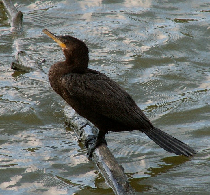 Neotropic Cormorant - ML23362201