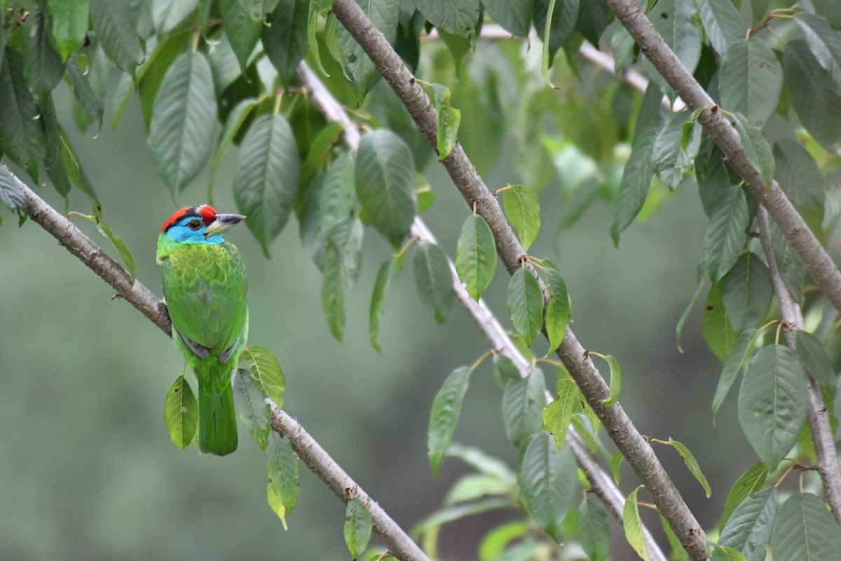 Blue-throated Barbet (Red-crowned) - Ian Hearn