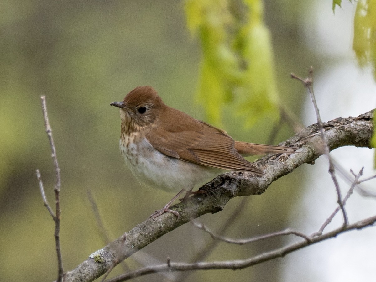 Veery - ML233623221