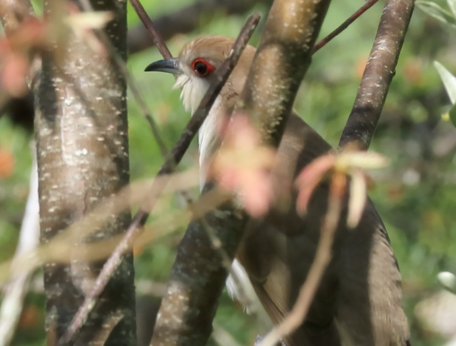 Black-billed Cuckoo - ML233623281