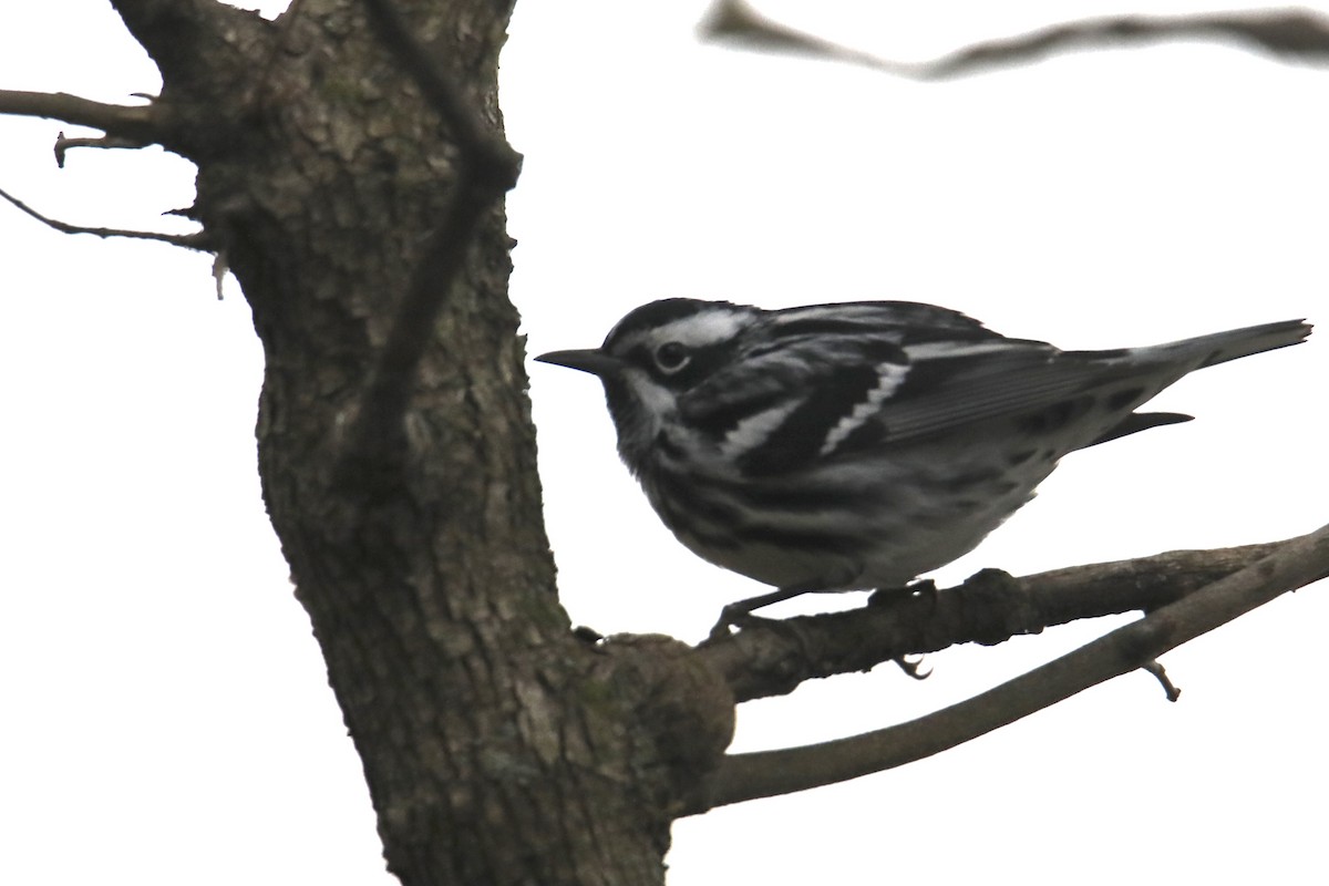Black-and-white Warbler - ML233625461