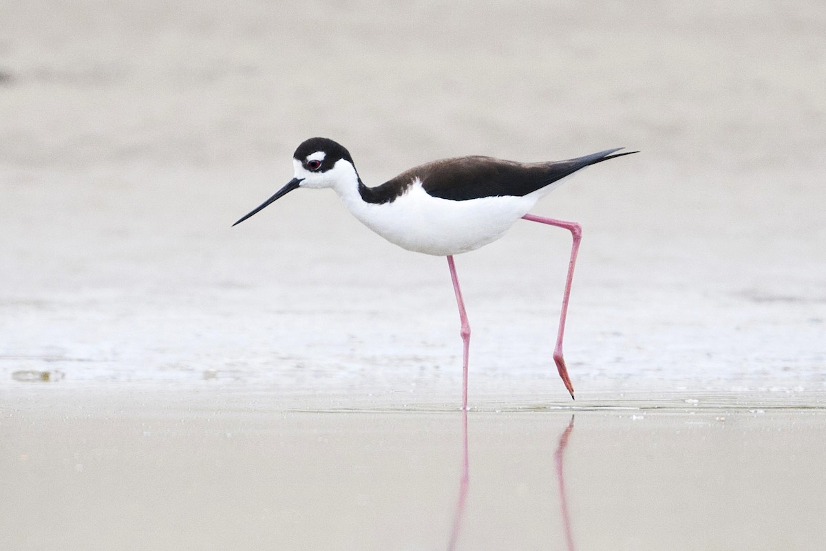 Black-necked Stilt - ML233626601