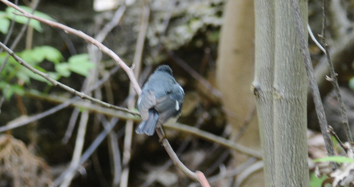 Black-throated Blue Warbler - ML233626911