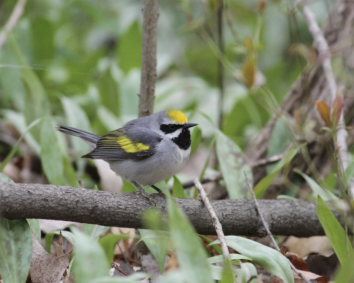 Golden-winged Warbler - ML233627371