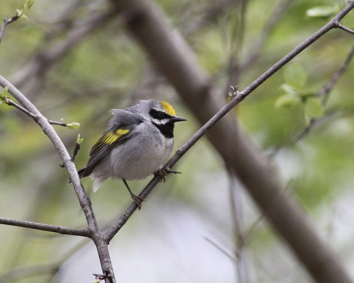 Golden-winged Warbler - ML233627401