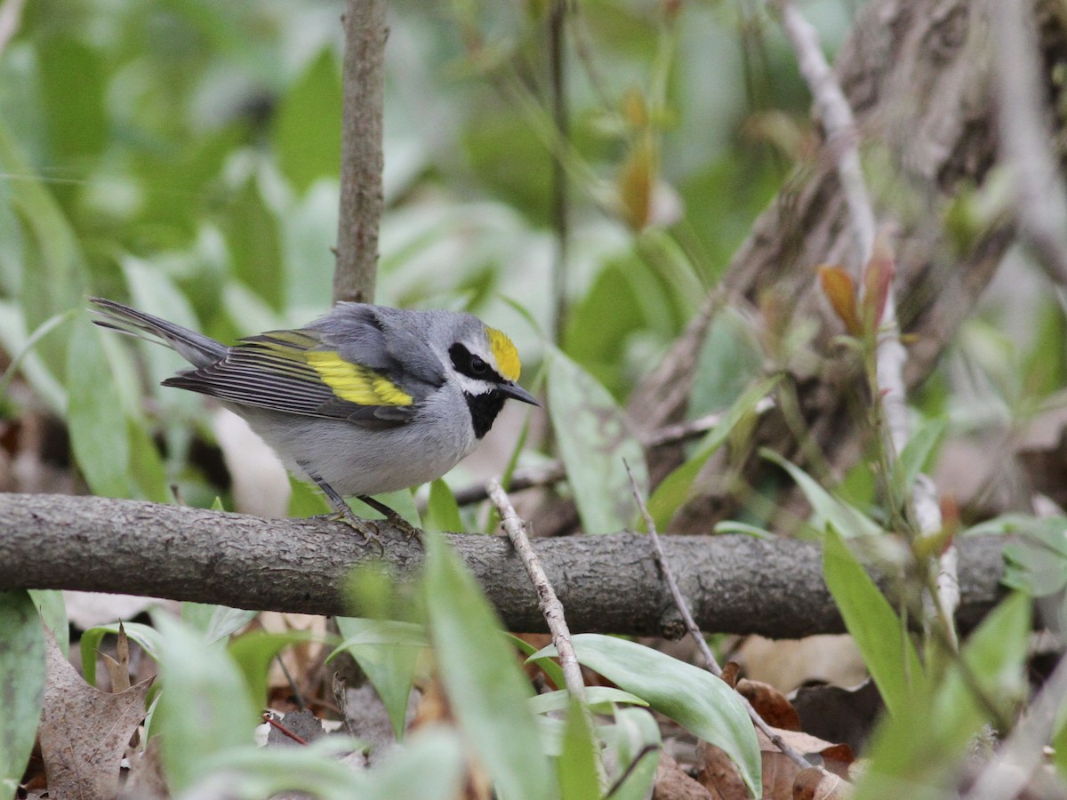 Golden-winged Warbler - ML233627481