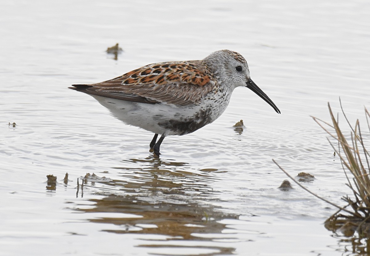 Dunlin - ML233628221