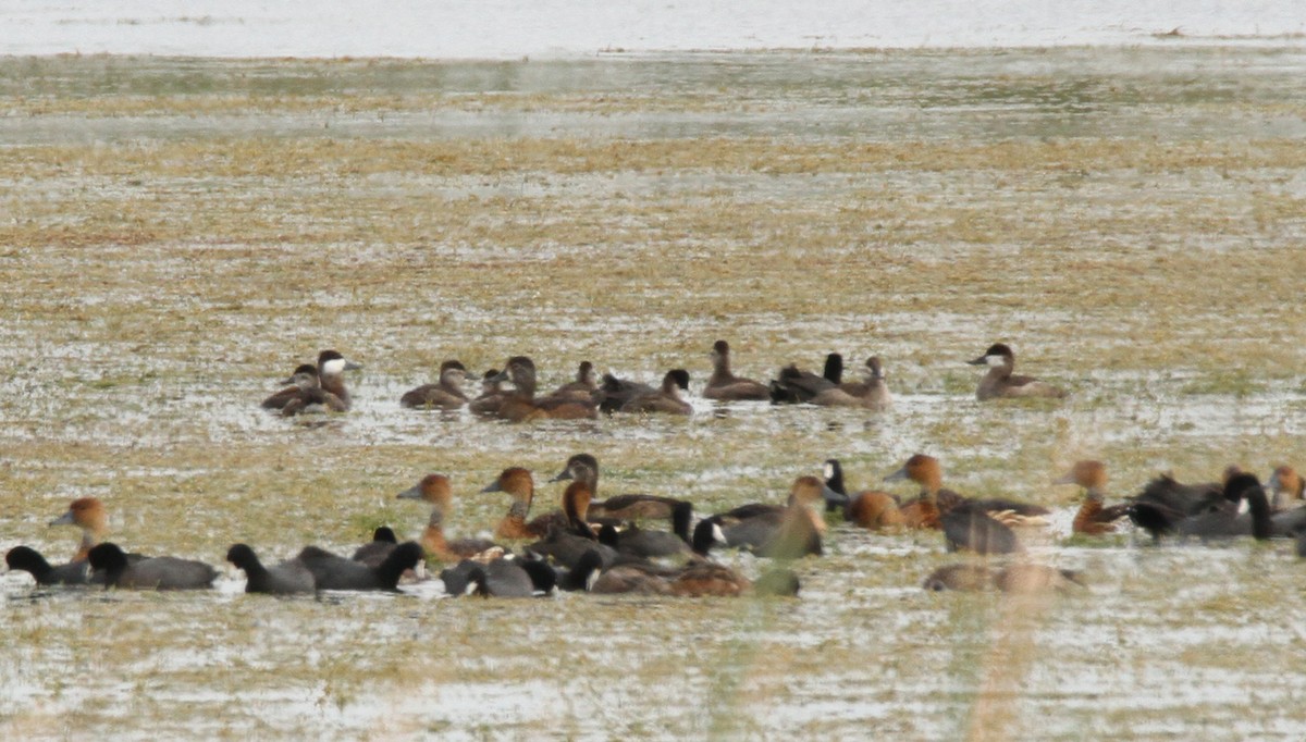 Ruddy Duck - Thomas Smith