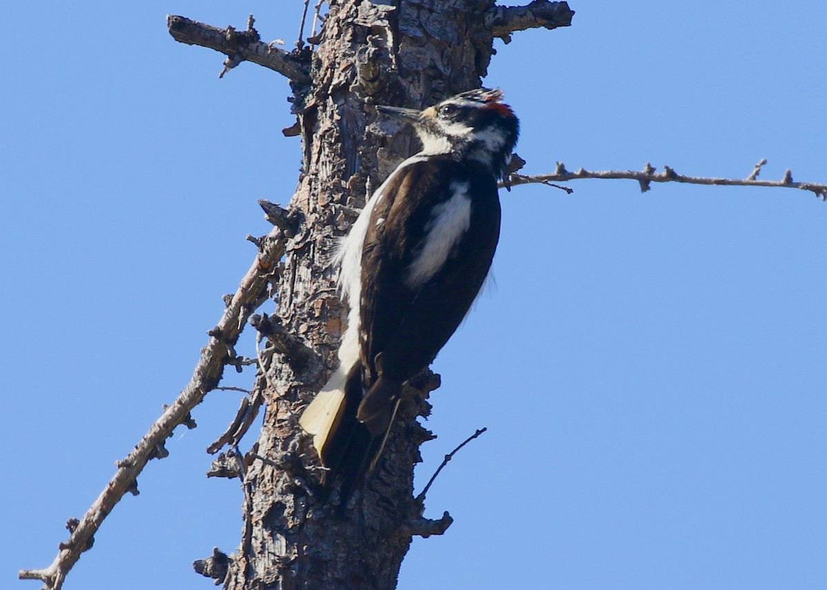 Hairy Woodpecker - ML233628671