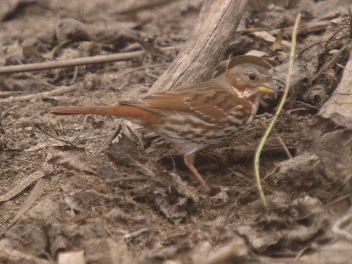 Fox Sparrow (Red) - ML23363041