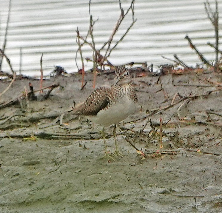 Solitary Sandpiper - ML233631841