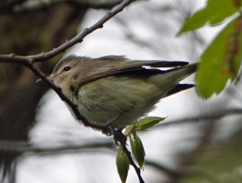 Warbling Vireo - ML233632891