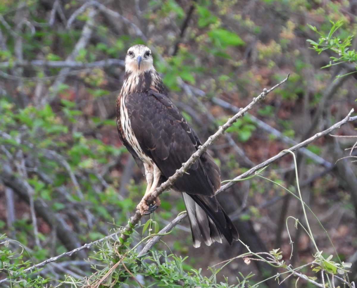 Snail Kite - ML233632961