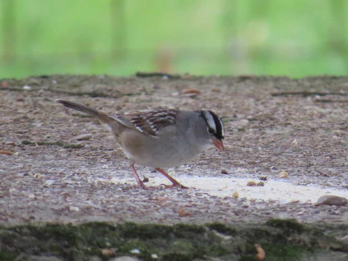 White-crowned Sparrow - ML233635101