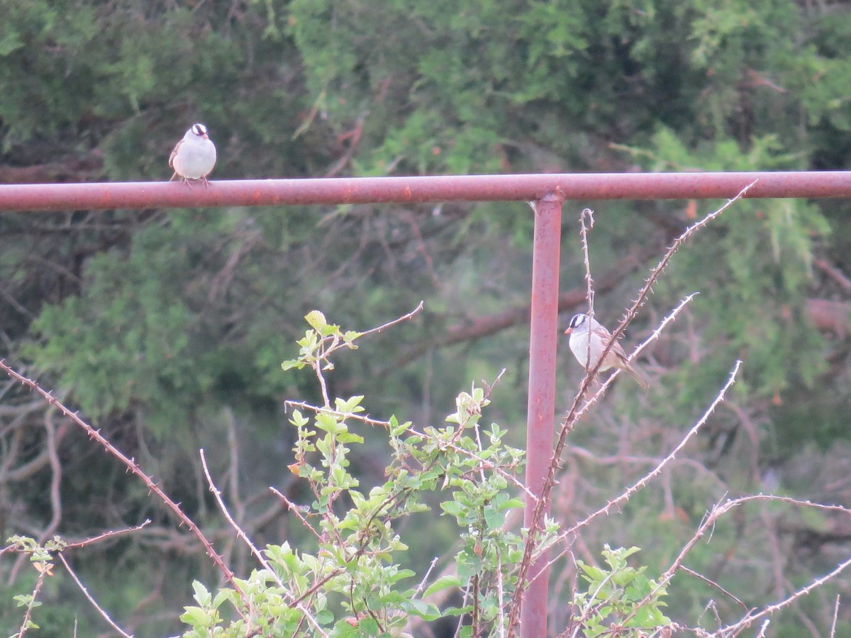 White-crowned Sparrow - ML233635121