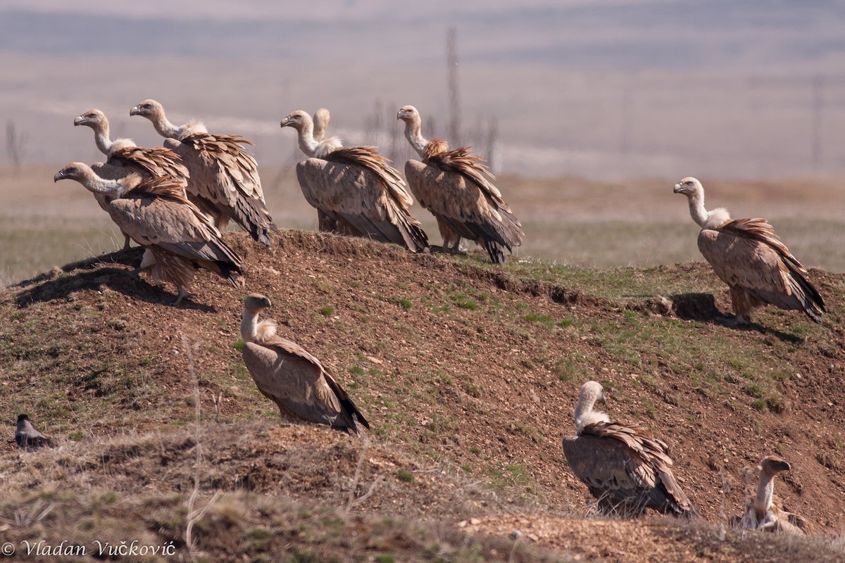 Eurasian Griffon - ML23363521