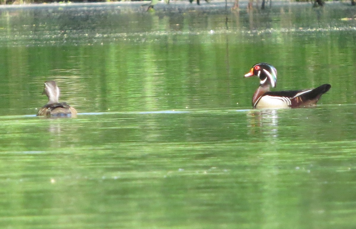 Wood Duck - ML233635591