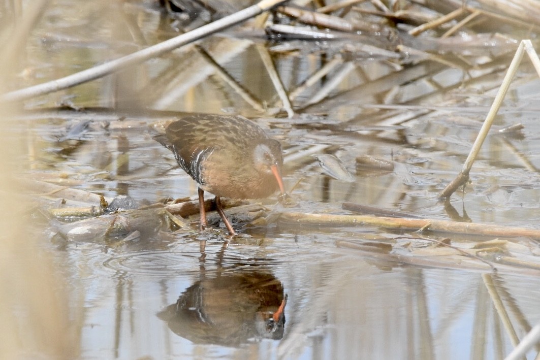 Virginia Rail - ML233636581