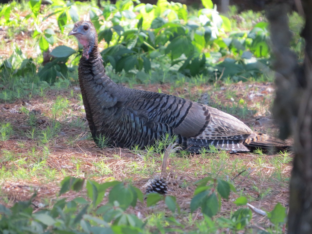 Wild Turkey - ML233638041