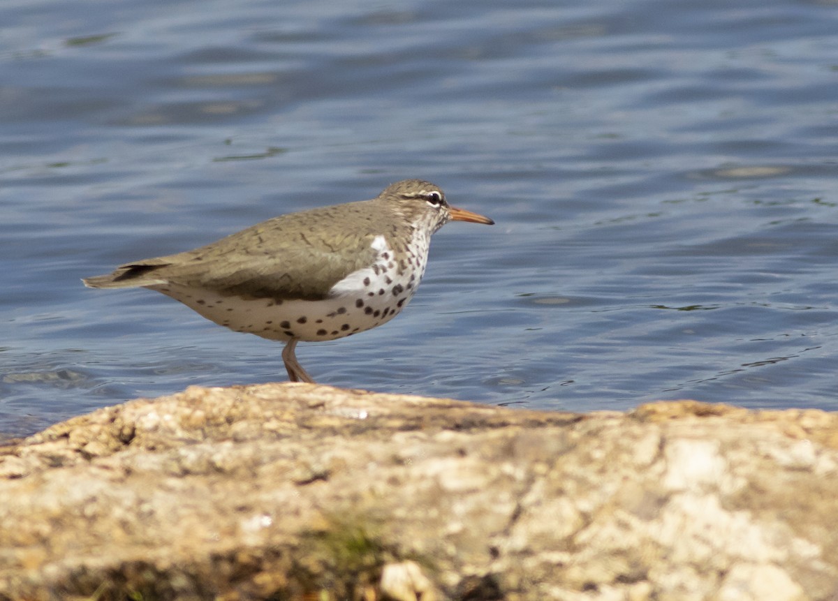 Spotted Sandpiper - ML233638931