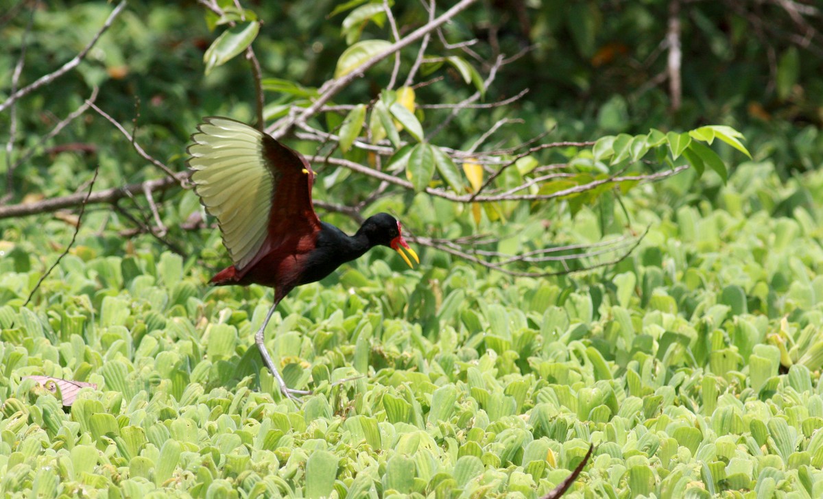 Wattled Jacana (Chestnut-backed) - Jay McGowan