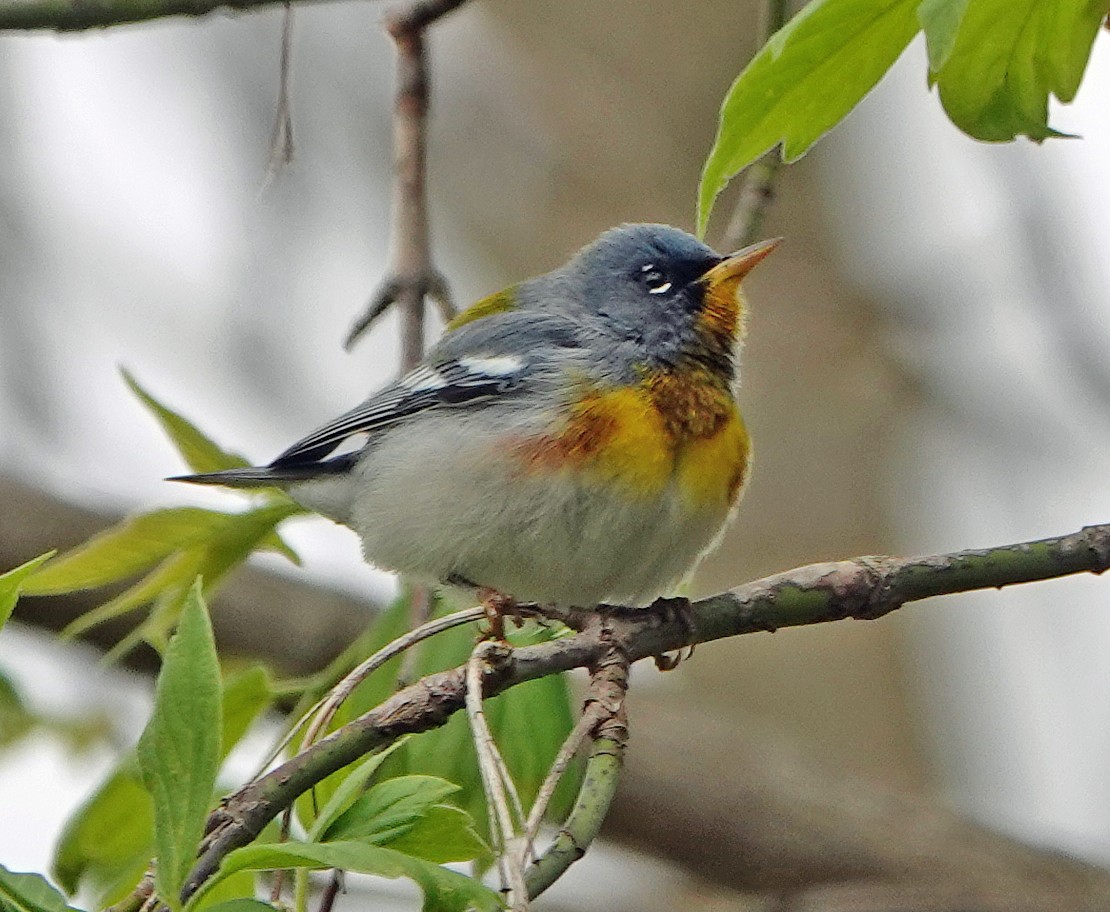 Northern Parula - ML233640771