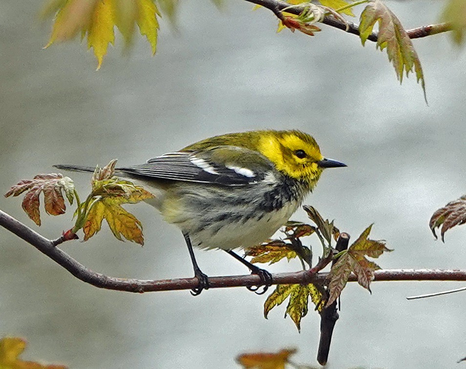 Grünmantel-Waldsänger - ML233641021